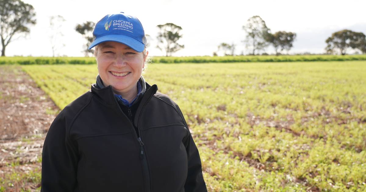 Progress for chickpea expansion in WA