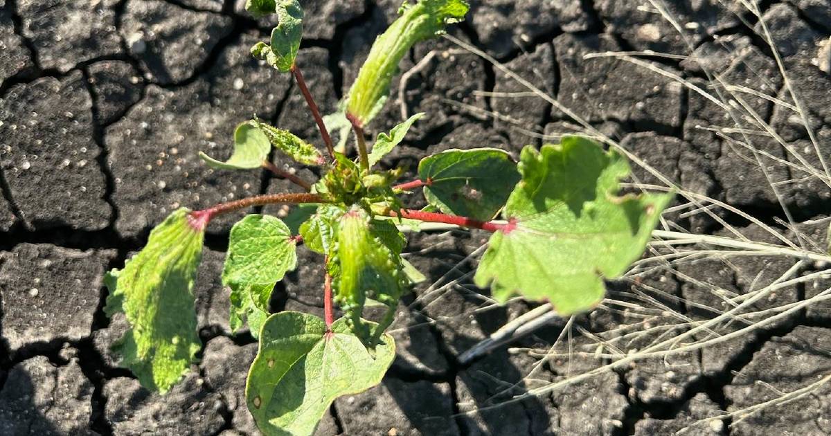 Growers call for 2,4-D ban after suspected widespread drift incident on Darling Downs | Queensland Country Life