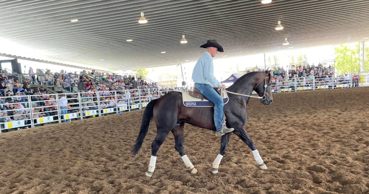 "Ferrari" stallion sells for six figures at Dalby