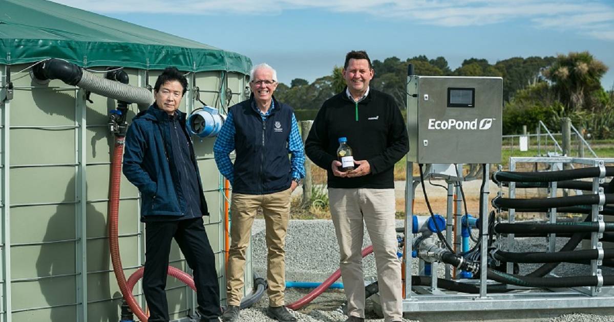 Effluent pond treatment delivers triple bonus for dairy farms