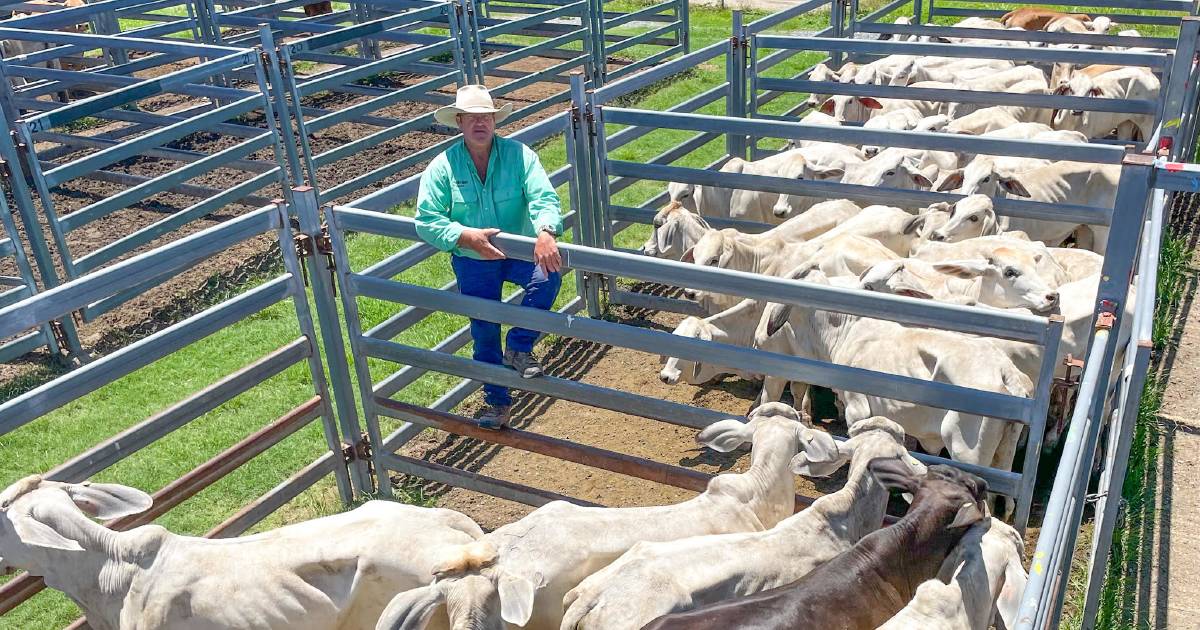 Brahman feeder steers return $1680/head at Sarina