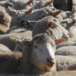 Steer weaners top $1964 at WALSA Boyanup sale | Farm Weekly