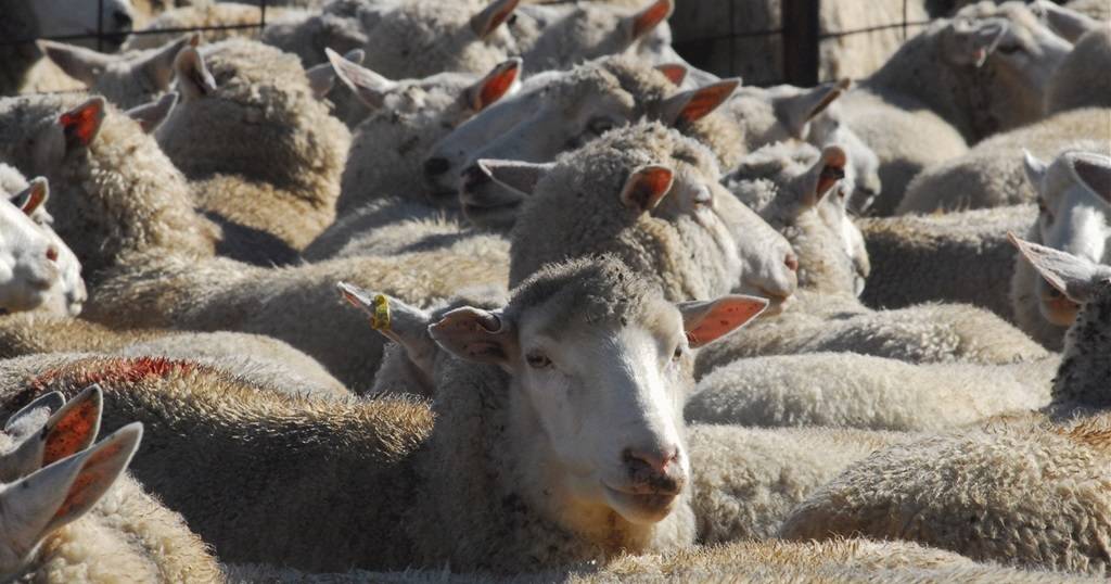 Sheep eID rollout labeled 'sheer stupidity' by peak body