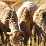 Fine weather allows substantial harvest progress | Queensland Country Life