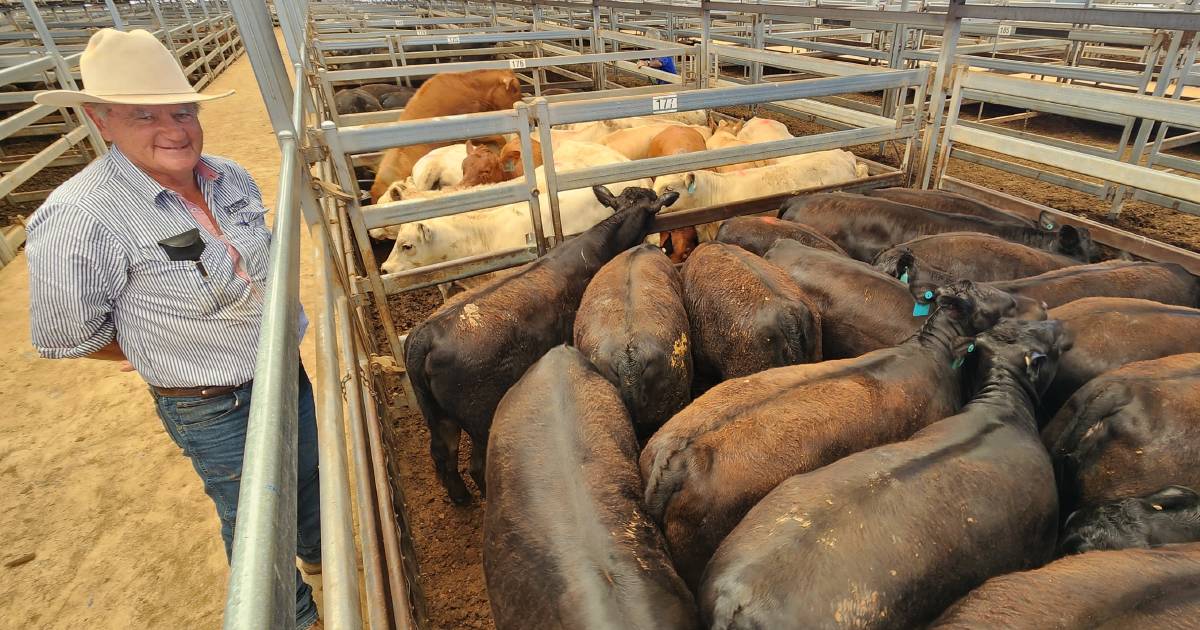 Big cattle slaughter figures weigh on price | Prime market update