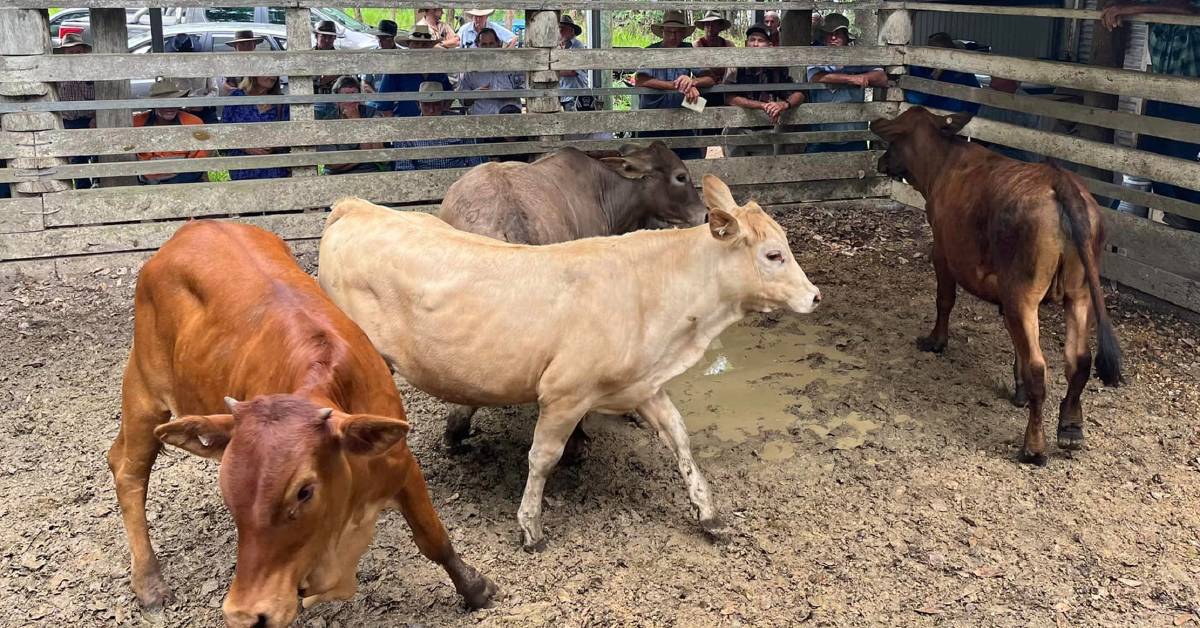 Droughtmaster steers sell for $1900 at Eumundi | Queensland Country Life