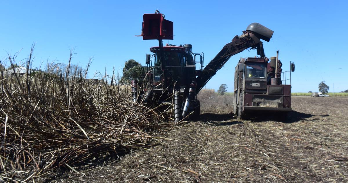 Sunshine Sugar cane crushing season will be extended to cope with delays following record floods