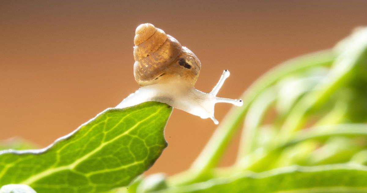 GRDC and partners tackle snail project | Farm Weekly