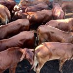 Hermidale's future farmers see fruits of their labour at Ben Furney Mill