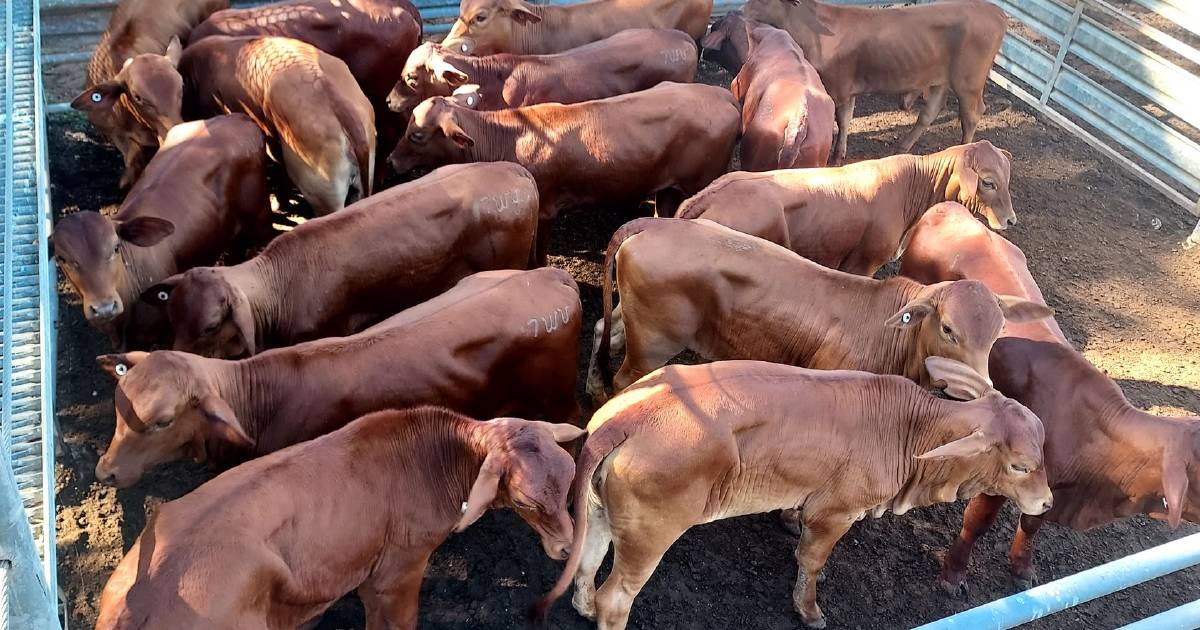 Brangus weaner heifers top at 520c at Mareeba | North Queensland Register