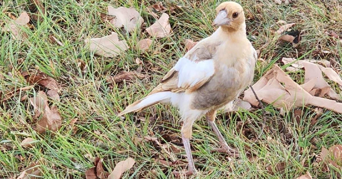 Rare white and brown magpie found in Kingaroy