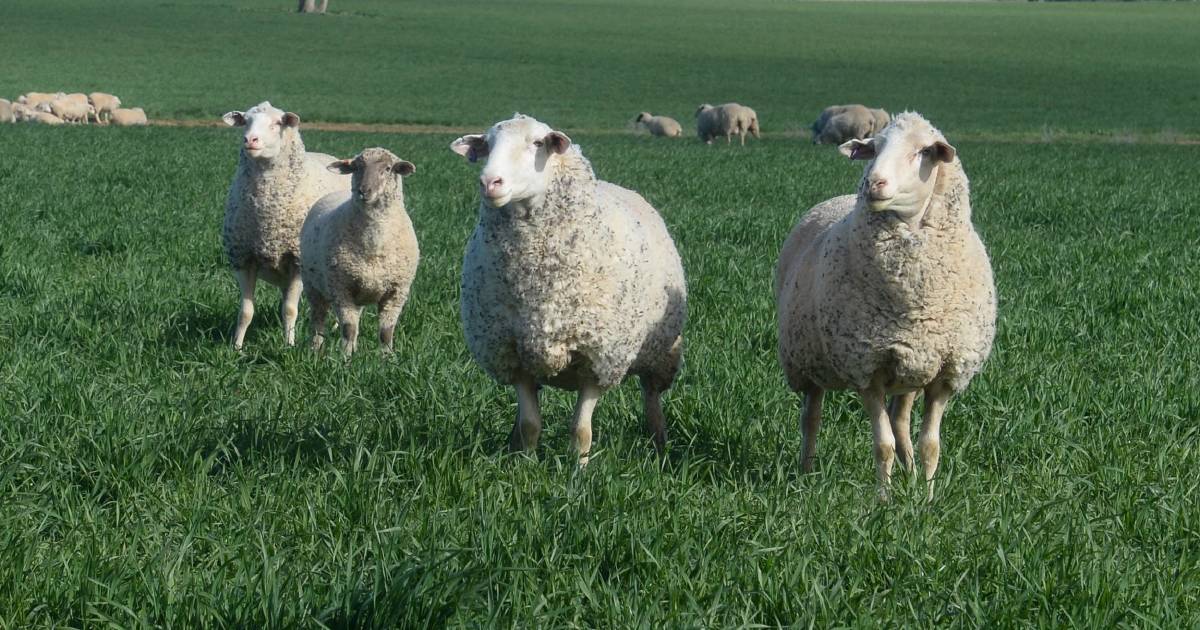 Are ewe worth the hassle?