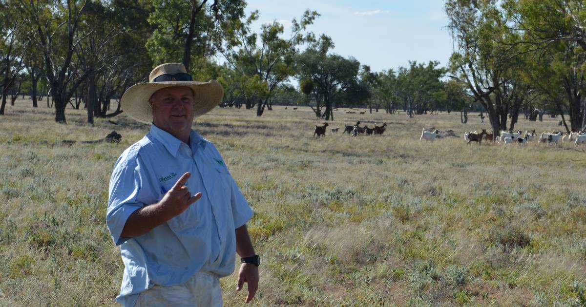 Goats still a mainstay at Cumborah | The Land