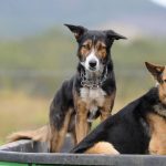 A set of wings gives agent the keys to western Queensland