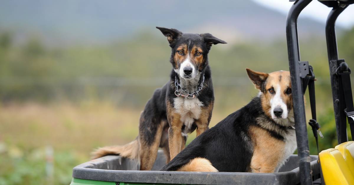 Deadly dog disease detected in northern Qld for first time