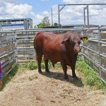 Turning a new leaf on old harvesting practices