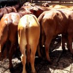 November beef exports lower, as market challenges return