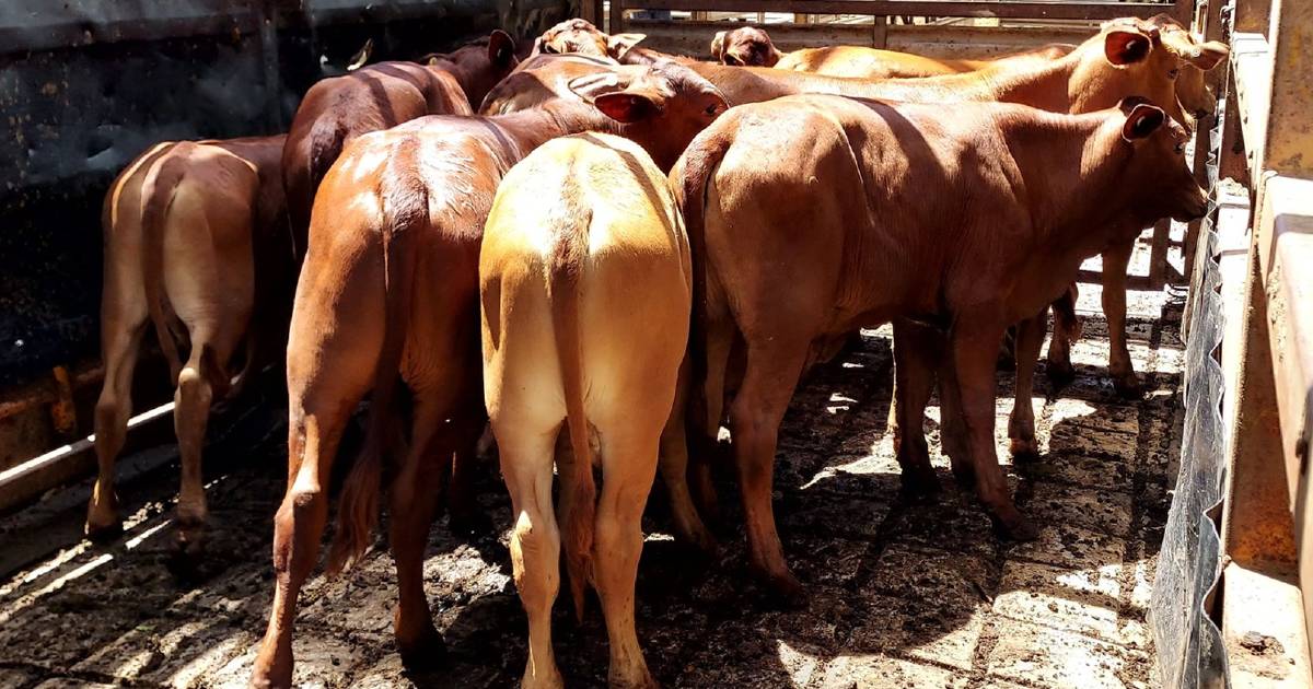 Yearling steers under 200kg reach 552c, average 521c at Mareeba | North Queensland Register