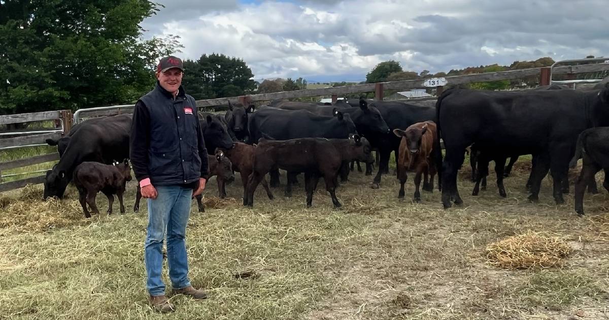 Angus heifers sell to $2247 at Braidwood store sale