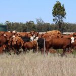 Cattle Chat: Use calving pasture rotation to prevent disease spread