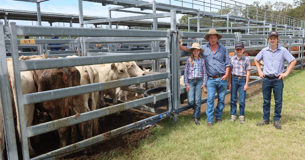 Cows and calves firm at Beaudesert