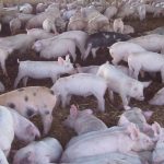 Hermidale Public sows wheat crop as a part of an immersion project