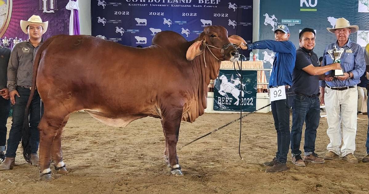 Mogul Brahman manager gives the tick of approval to Thai breeders as genetic quality lifts | Queensland Country Life