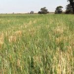 Trials show improved barley weed control