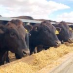 Gandy Angus bull tops at $17,000 at Boyanup | Farm Weekly