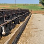 Winter weather requires major shift in cattle management