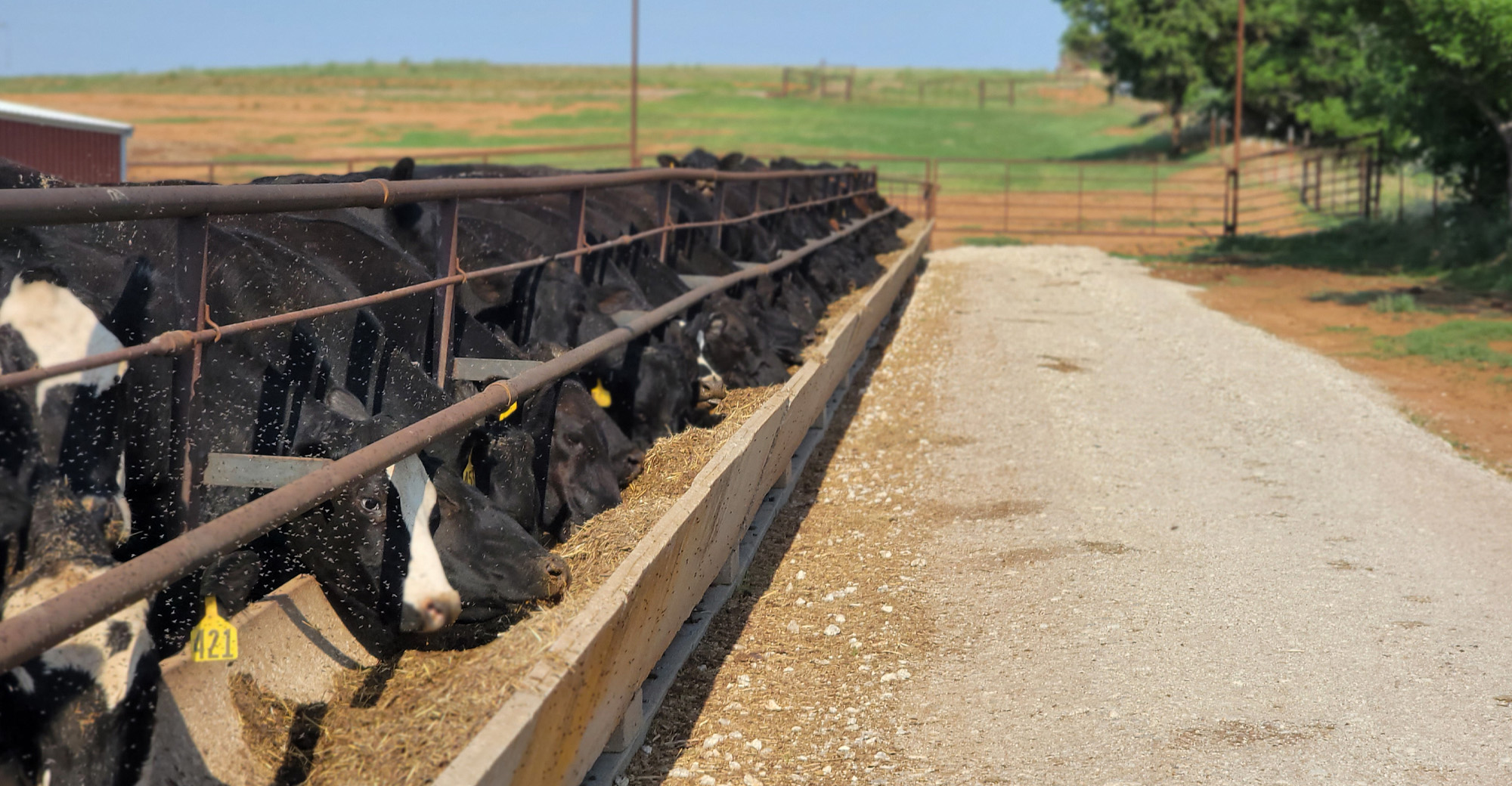 Creative feed strategies for wintering cows are helpful but costly