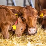 Steers exceed expectations as southern weaner cattle prices pass $2000