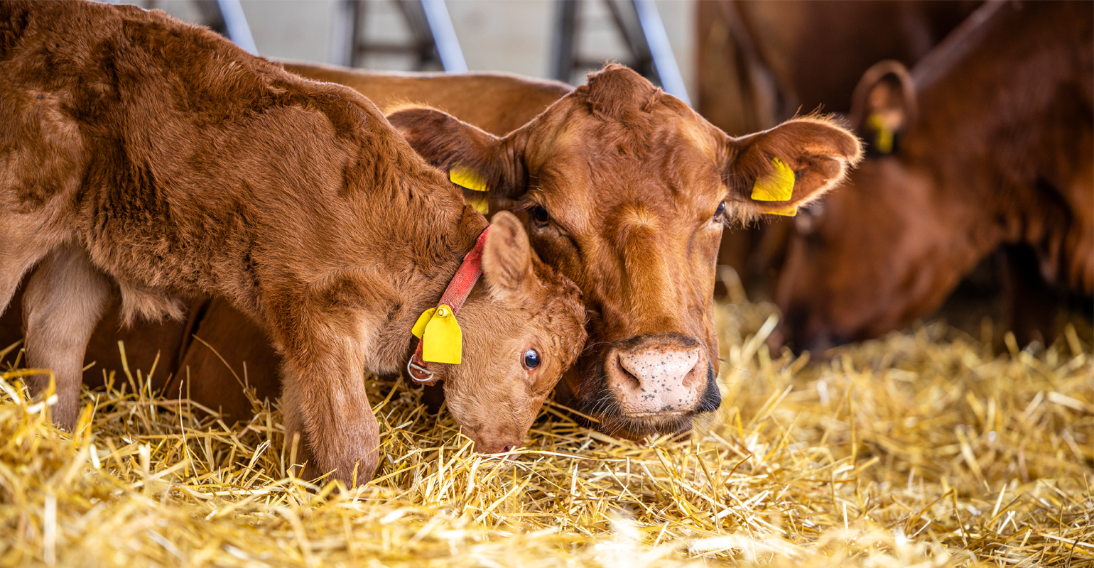 Tech can make calving season easier