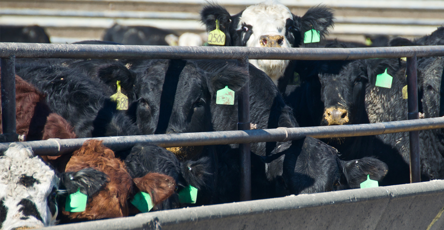 Global uncertainties affect beef production