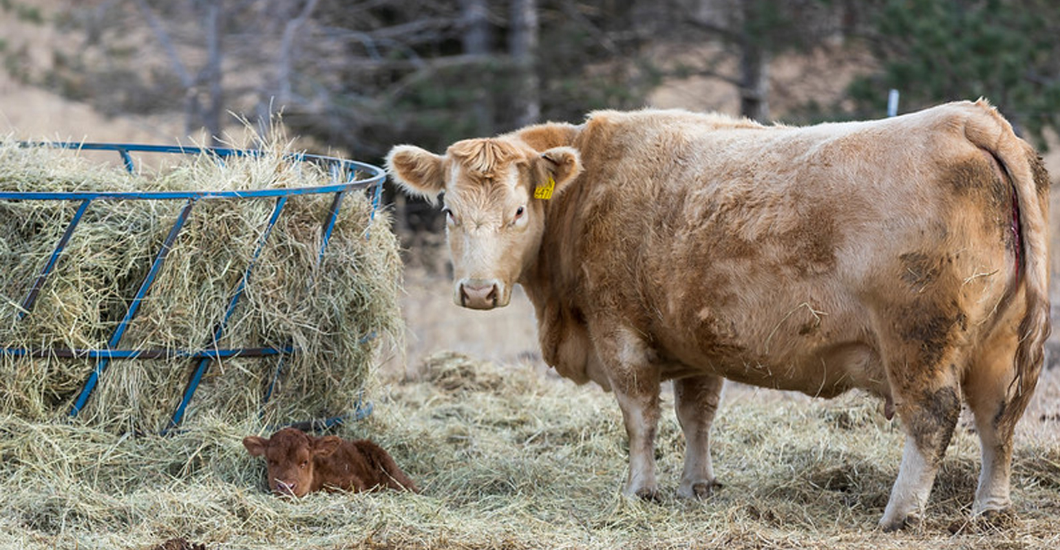 Cattle Chat: Use calving pasture rotation to prevent disease spread