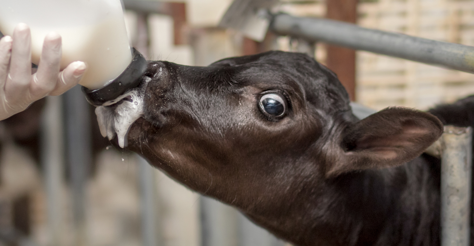 Add more steers to your beef operation