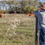 Calf scours and calving pasture rotation