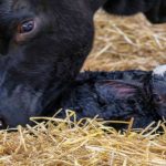 Record low hay stocks this winter