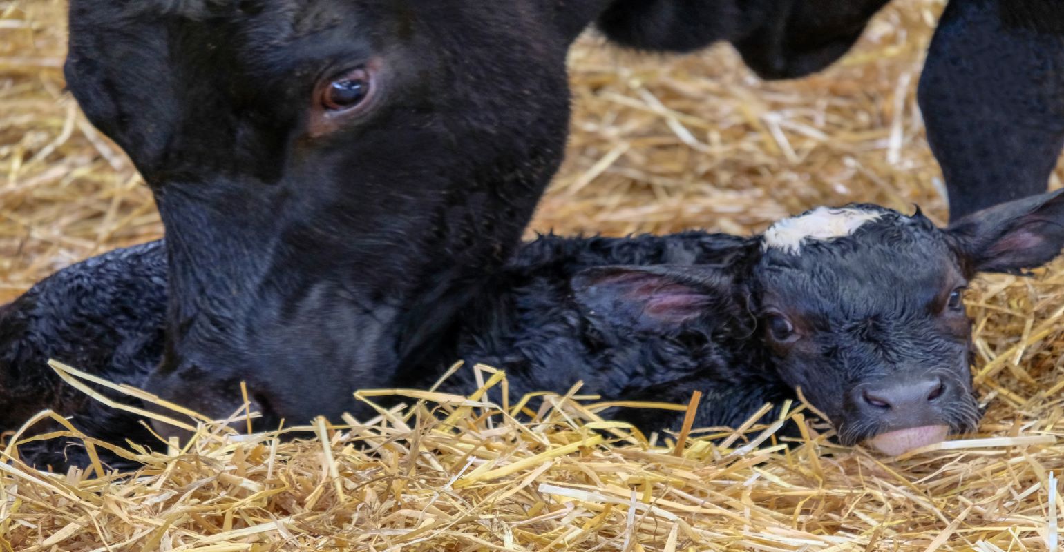 Preparing for winter calving | Beef Magazine