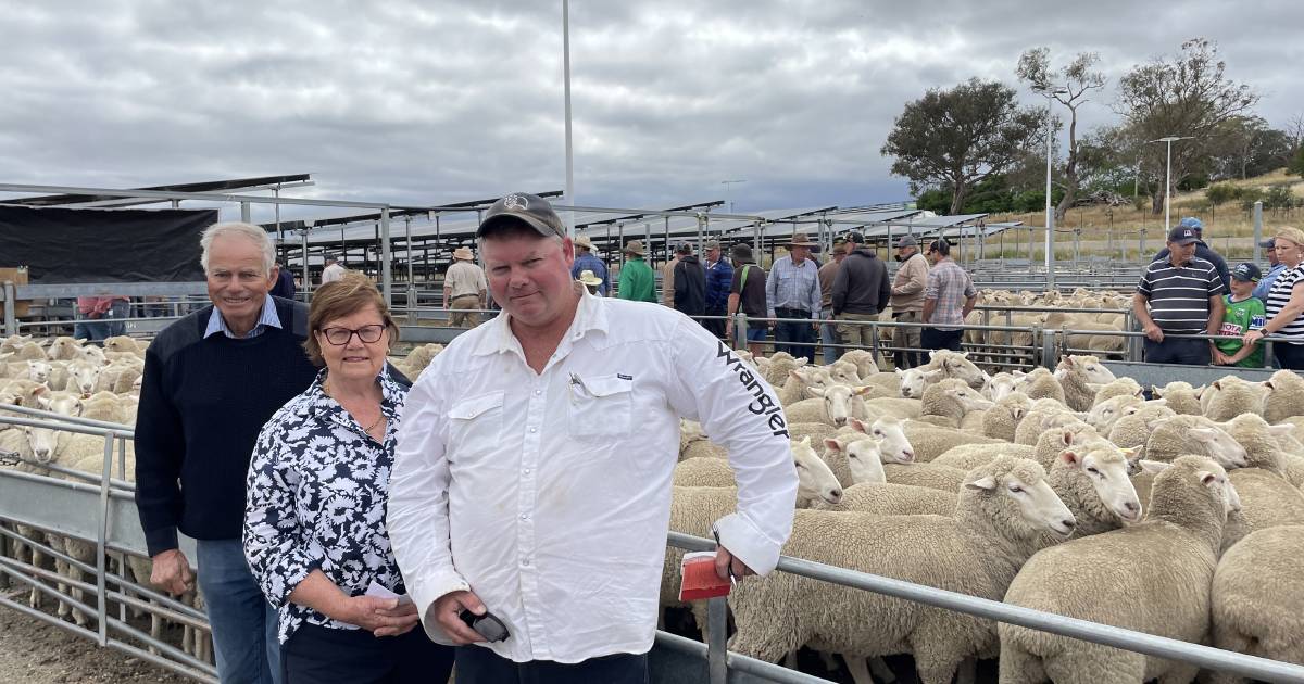 First-cross ewes at Yass sell to $322 | The Land