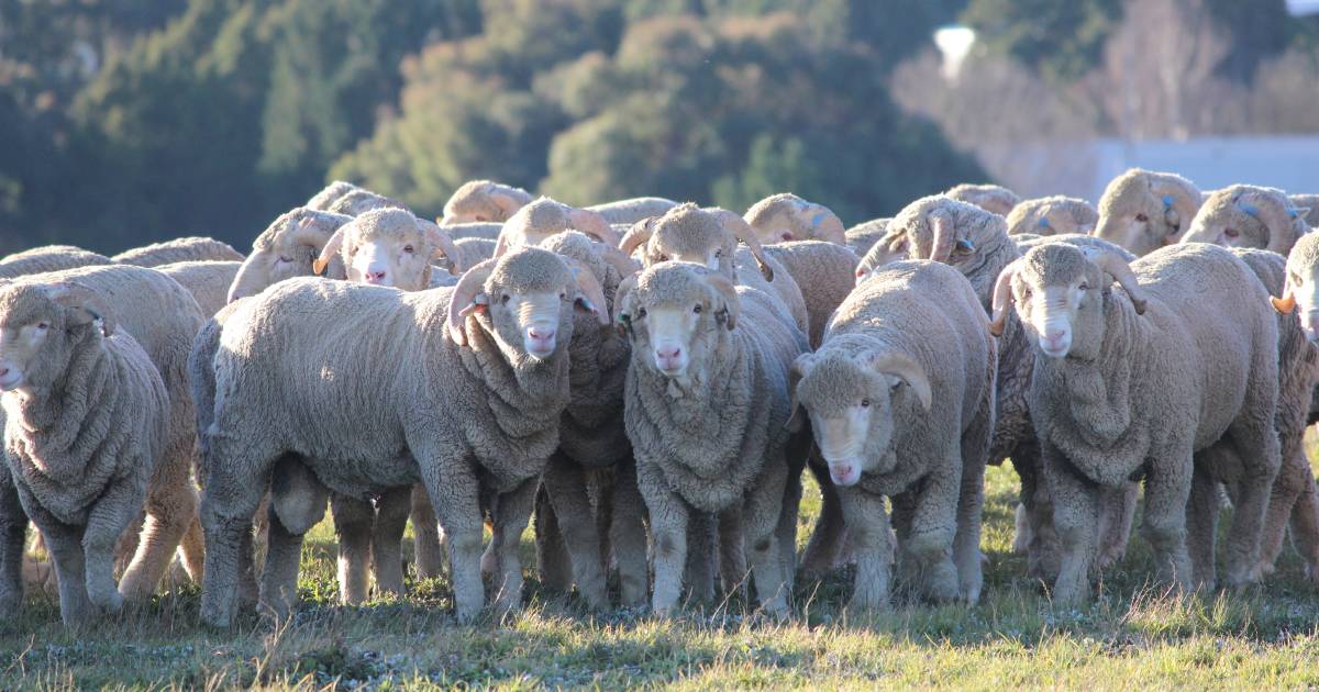 Revealed: The top 10 Australian Merino studs of 2022