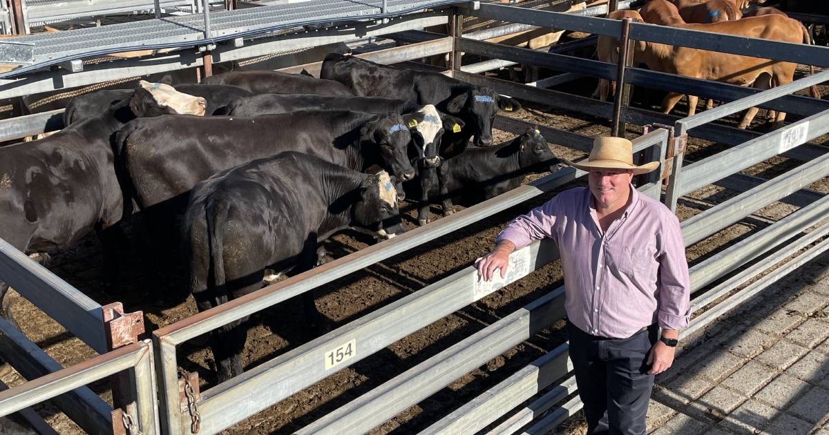 New year, new reality in price at Grafton store sale with yearling steers to $1600