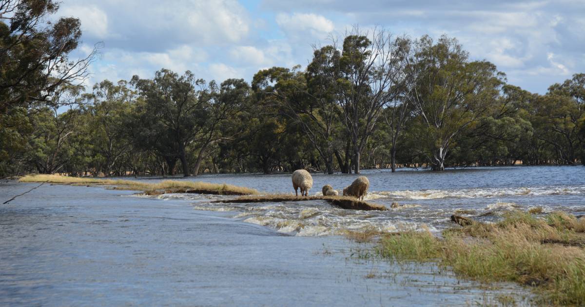 Riverina farmers pick up the pieces after floods cause crop losses, animal deaths