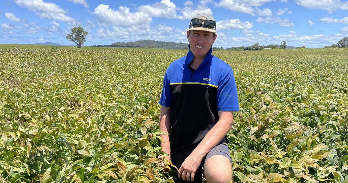 Early season soybeans mark a return to production on the Clarence