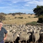 Top 25 terminal and maternal sheep breed ram sale averages in NSW for 2022