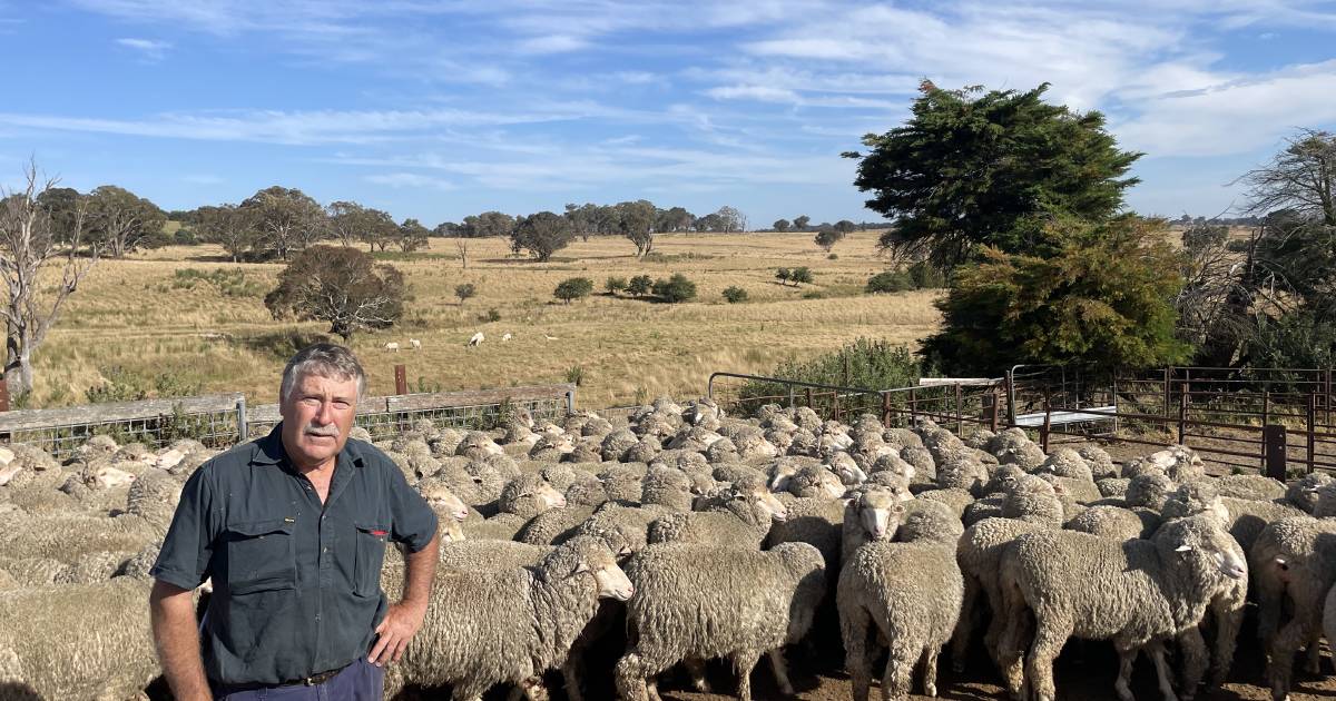 Day 1 at ANZ Crookwell Merino ewe comp| Photos