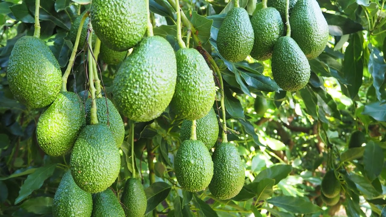 Mainstream avocado canopy management options for the tropics and subtropics