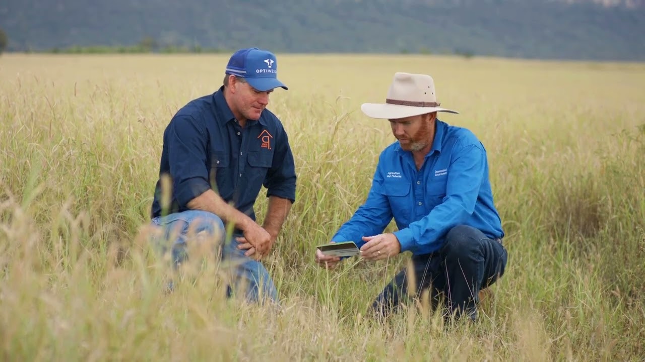 Management options for pasture dieback