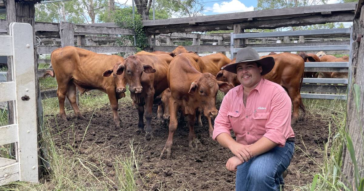 Gin Gin steers make $1460/head