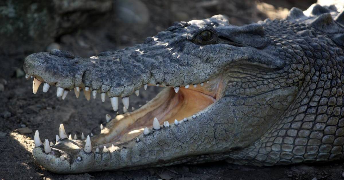 Man attacked by crocodile